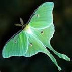 lauras_luna_moth_lamp001003.jpg